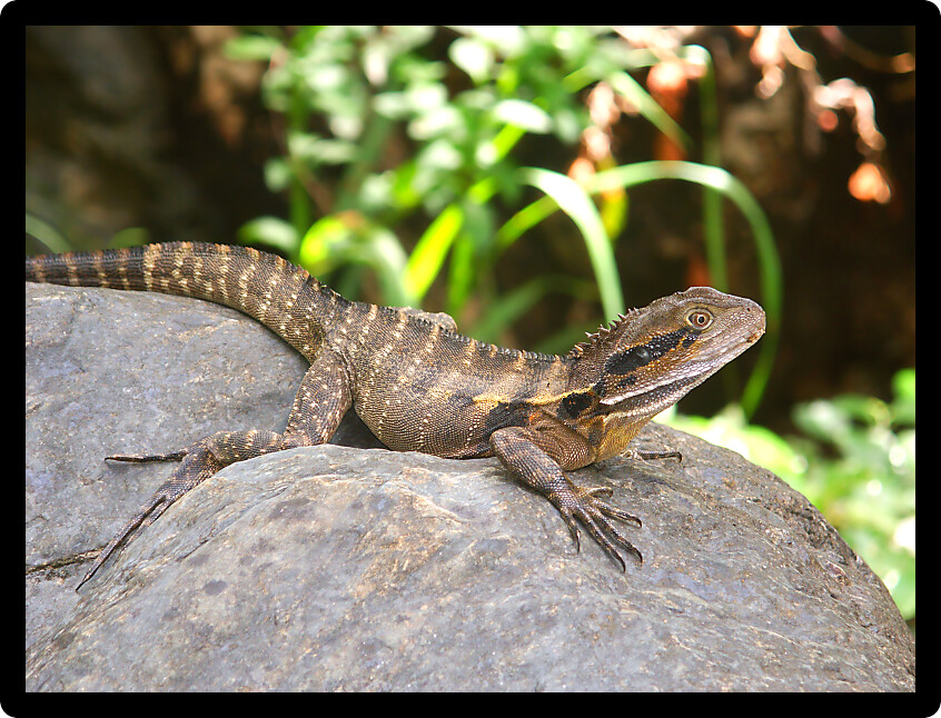 Australian Water Dragon (Physignathus lesueurii) basks on a rock at in Queensland Australia.