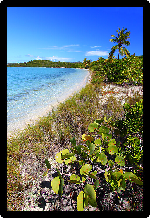 Tropical vegetation along a picturesque beach in the British Virgin Islands.