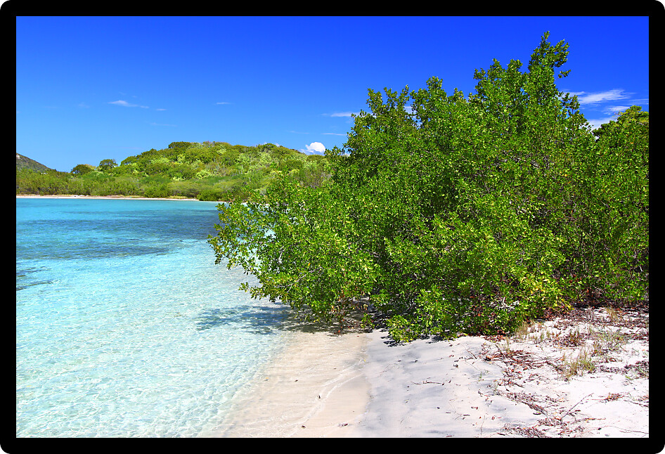 Tropical vegetation along a picturesque beach in the British Virgin Islands.