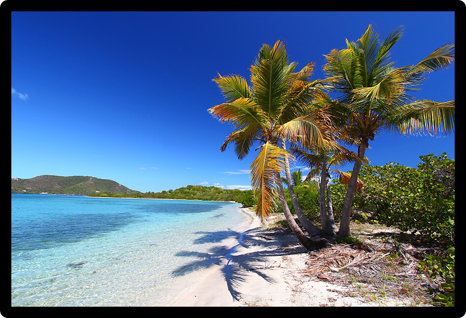 Palm trees on the beach of Beef Island British Virgin Islands.