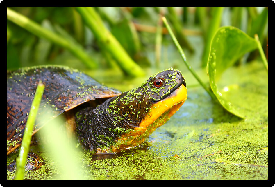 Threatened Blandings Turtle (Emydoidea blandingii) surveys the marsh in northern Illinois.