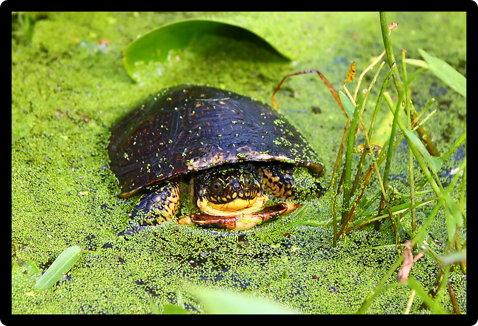 Threatened juvenile Blandings Turtle (Emydoidea blandingii) surveys the marsh in northern Illinois.
