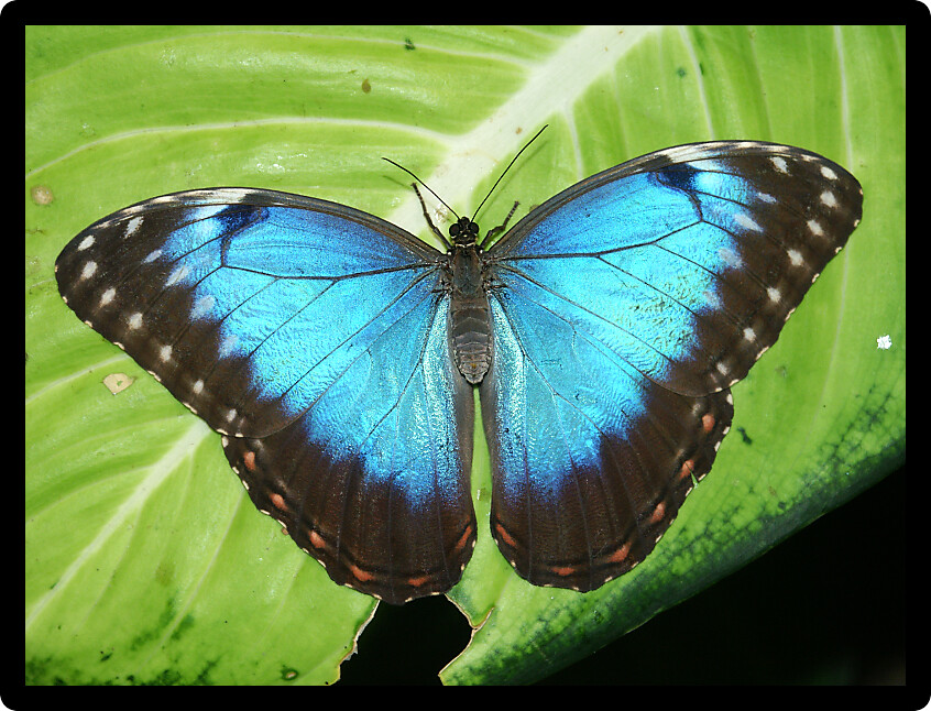 Peleides Blue Morpho Butterfly (Morpho peleides) sits on a leaf.