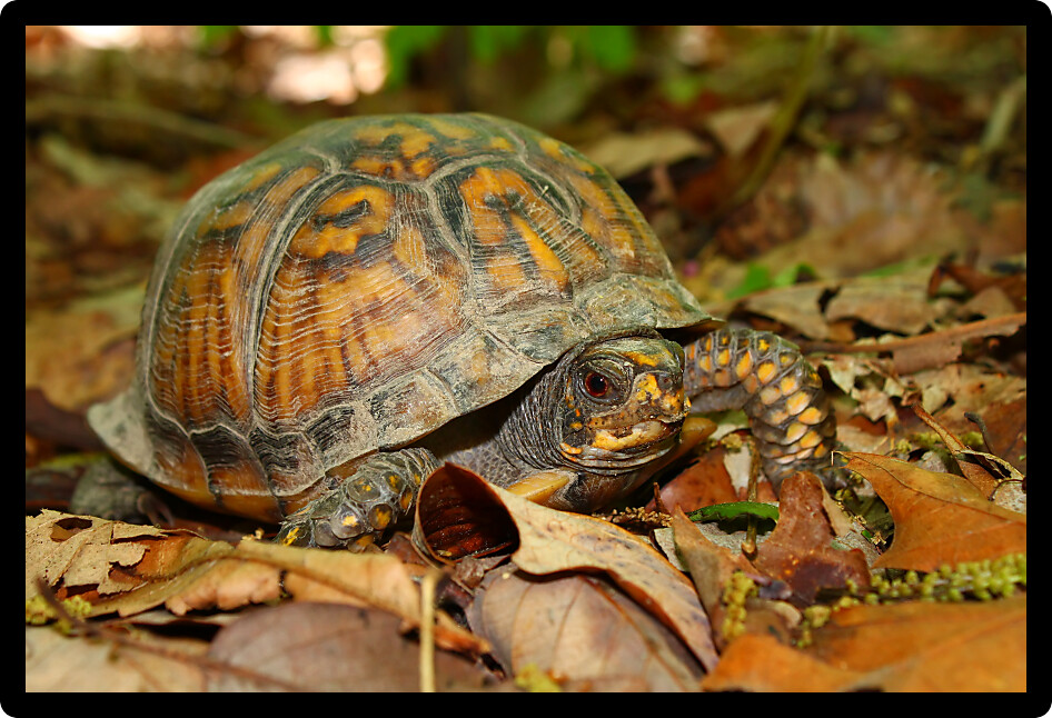 Box Turtle (Terrapene carolina) inhabiting a forest of Alabama.