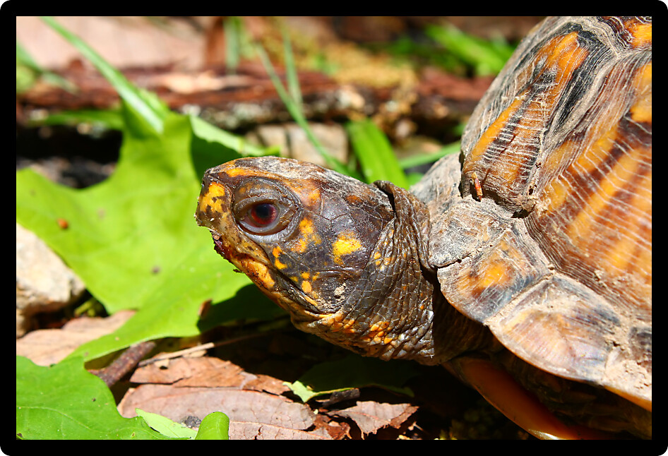 Box Turtle (Terrapene carolina) at a park in Alabama.