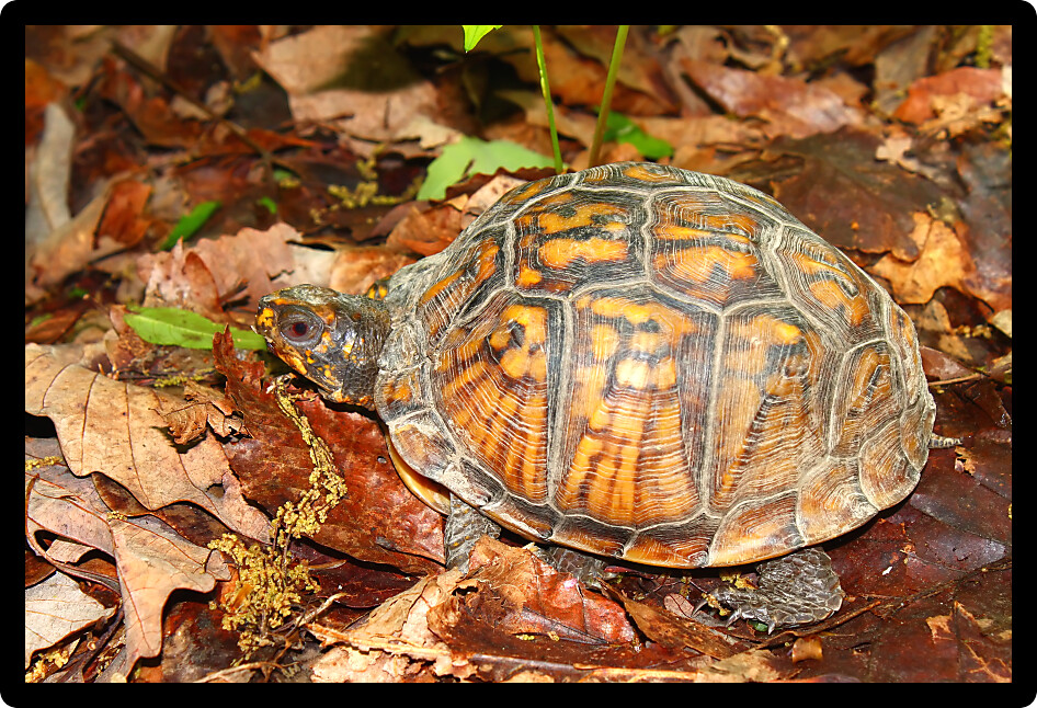 Box Turtle (Terrapene carolina) inhabiting a park in Alabama.