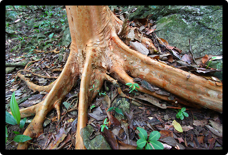 Buttressed roots at Virgin Islands National Park on Saint John in the US Virgin Islands.