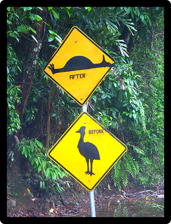 Cassowary sign in the Daintree Rainforest of Queensland Australia.