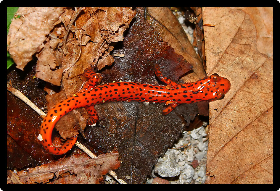 Cave Salamander (Eurycea lucifuga) inhabiting northern Alabama.