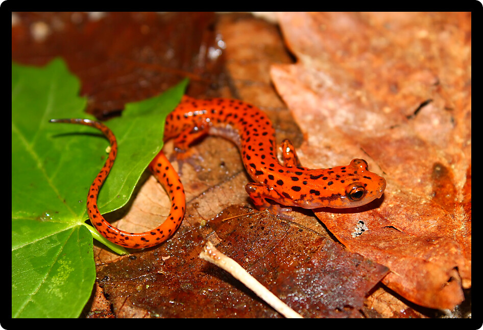 Cave Salamander (Eurycea lucifuga) in an Alabama natural area.