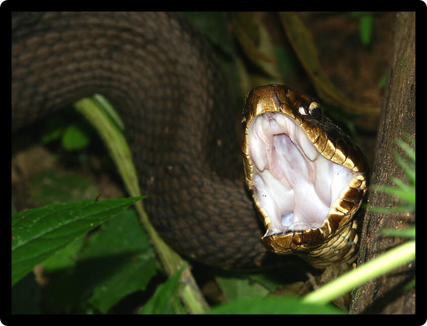 Cottonmouth (Agkistrodon piscivorus) in a forest of southern Illinois.