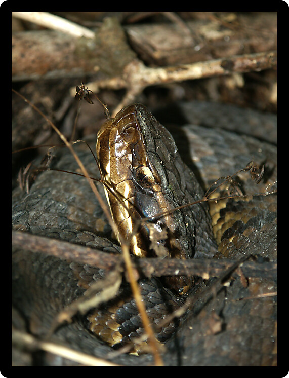 Cottonmouth (Agkistrodon piscivorus) in a forest of southern Illinois.