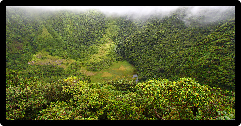 Fog descends into The Crater below Mount Liamuiga on Saint Kitts.