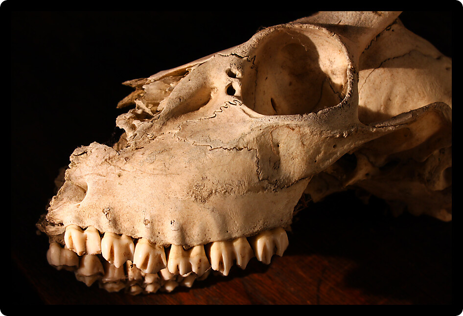 Menacing Deer Skull against darkness
