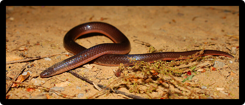 Eastern Wormsnake (Carphophis amoenus) is a species of reptile inhabiting Alabama.