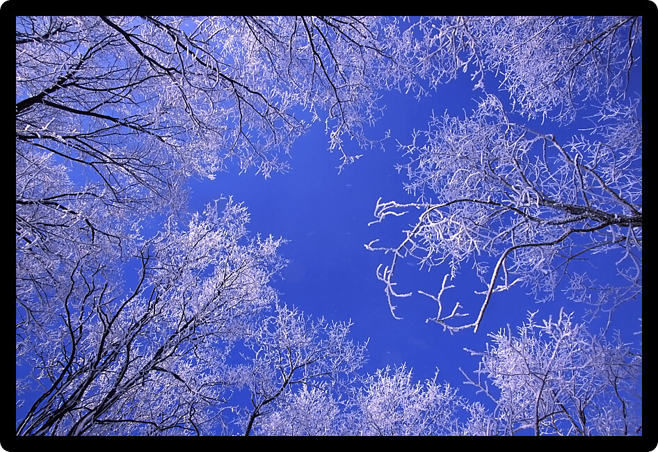 Fresh snowfall clings to the treetops at Distillery Conservation Area in northern Illinois.