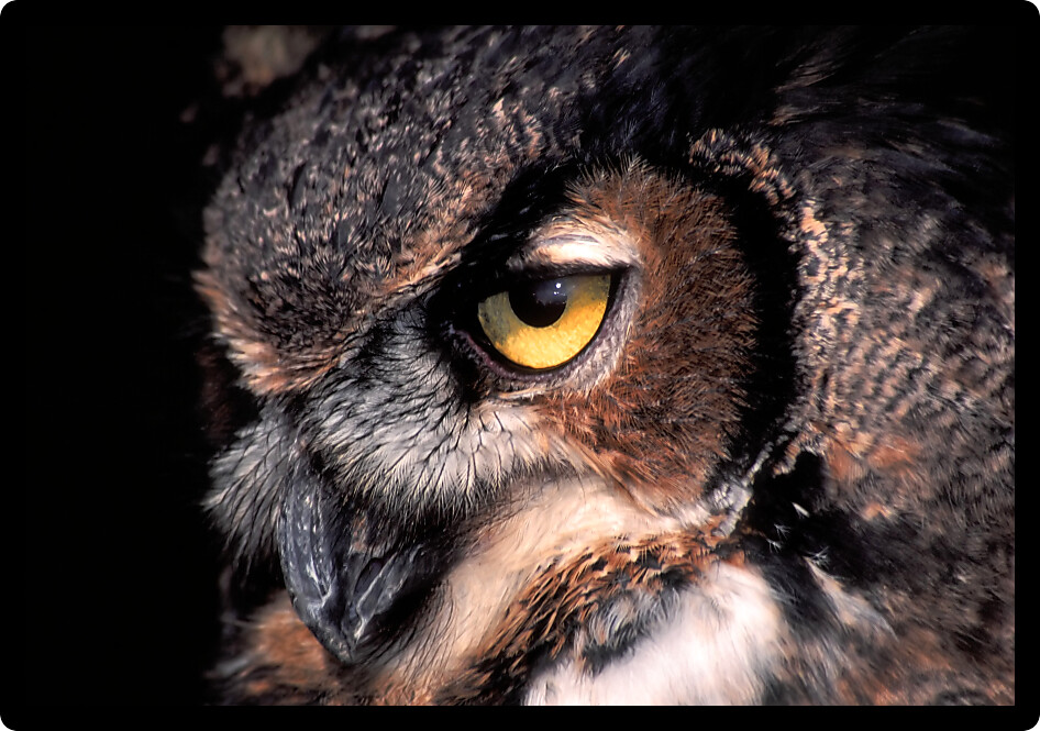 Piercing gaze of the Great Horned Owl (Bubo virginianus).