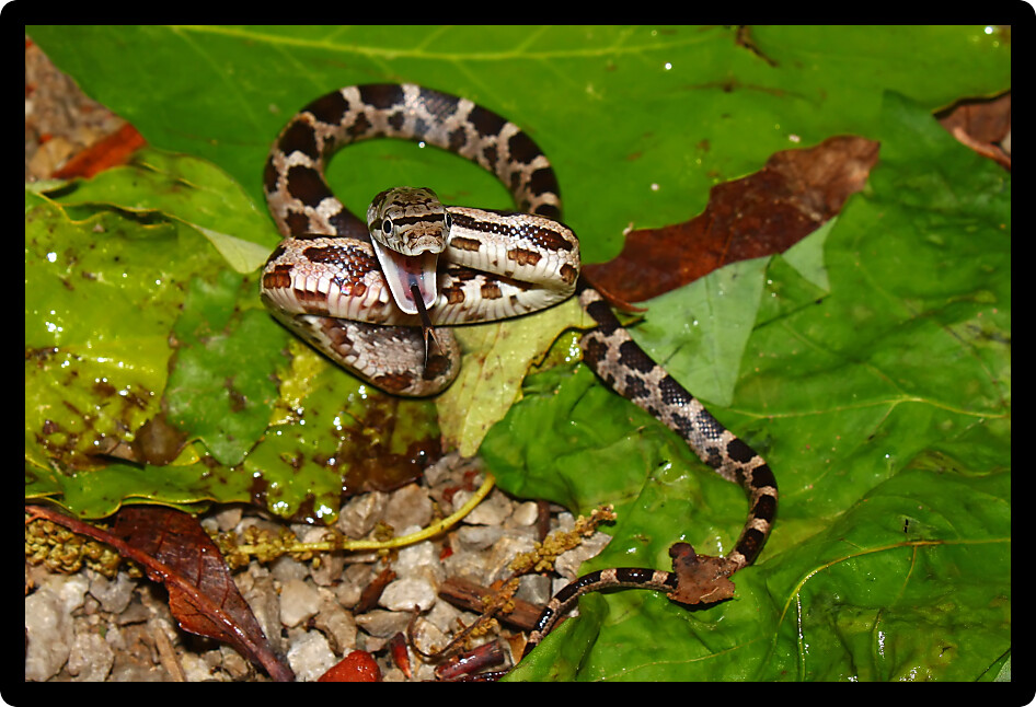 Gray Rat Snake (Elaphe obsoleta) in northern Alabama.