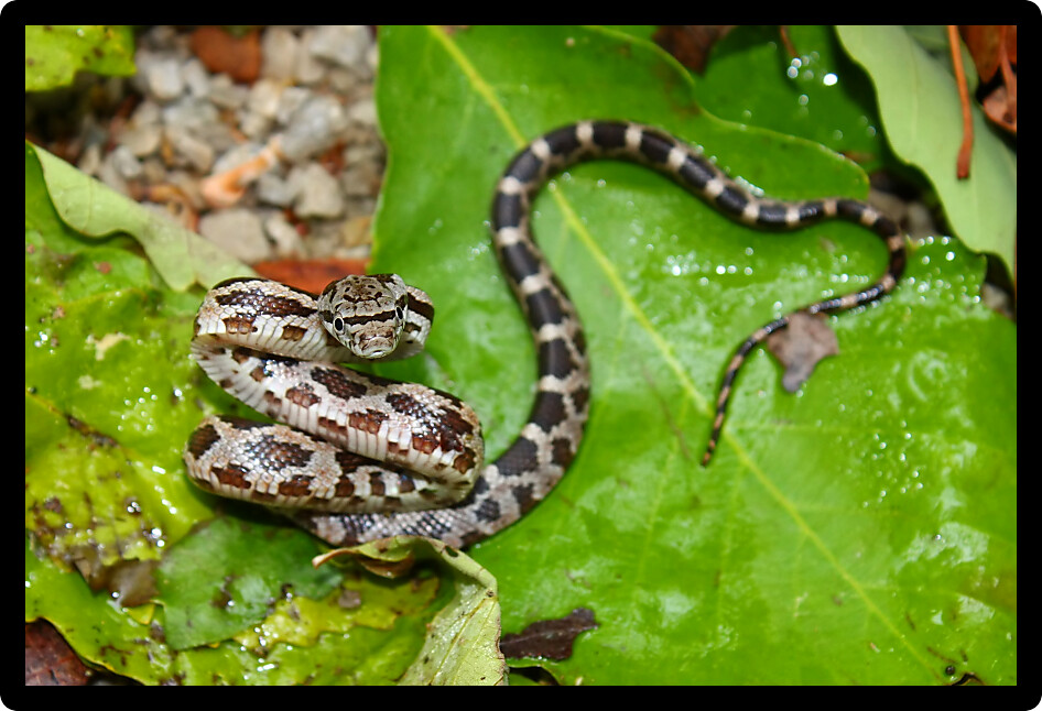 Gray Rat Snake (Elaphe obsoleta) is a species of reptile inhabiting northern Alabama.