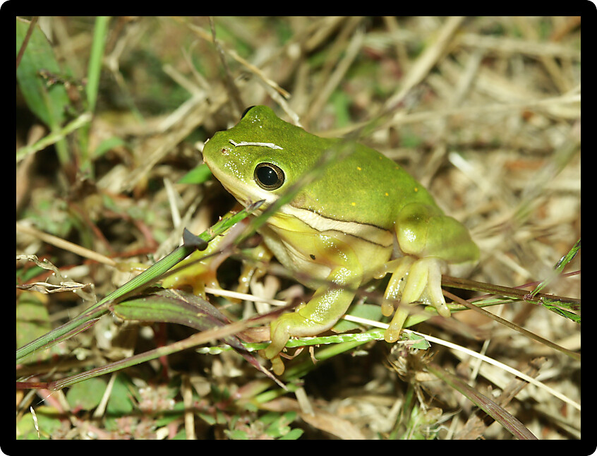 Green Treefrog (Hyla cinerea) at a natural area in Illinois.