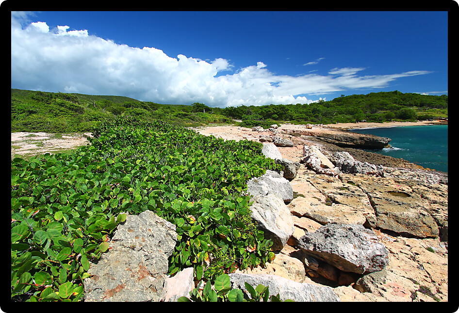 Caribbean coastline at Guanica Dry Forest Reserve in Puerto Rico.