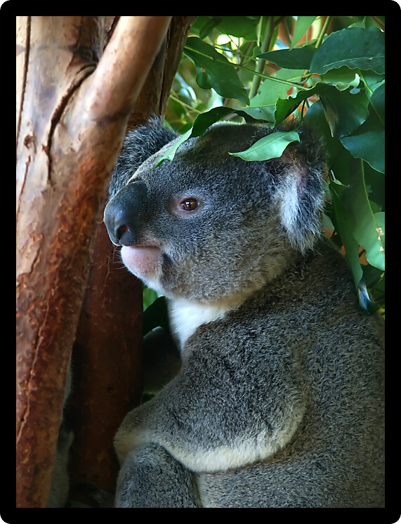 Koala (Phascolarctos cinereus) rests in a tree in Australia.