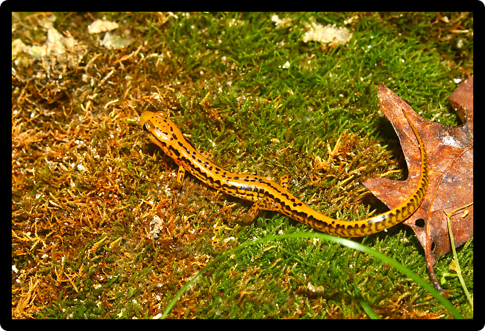 Long-tailed Salamander (Eurycea longicauda) found near a creek in Alabama.