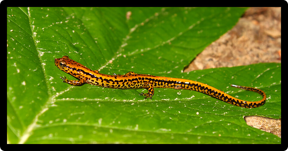 Long-tailed Salamander (Eurycea longicauda) inhabiting a natural area in Mississippi.