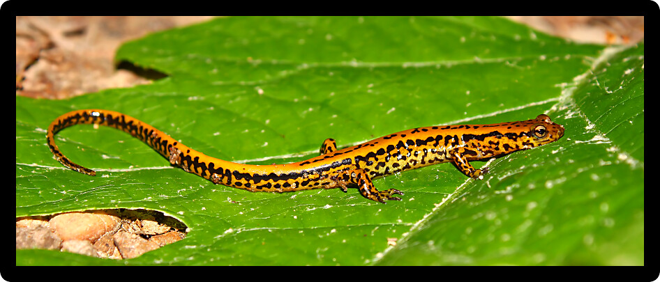 Long-tailed Salamander (Eurycea longicauda) in a natural environment of Mississippi.