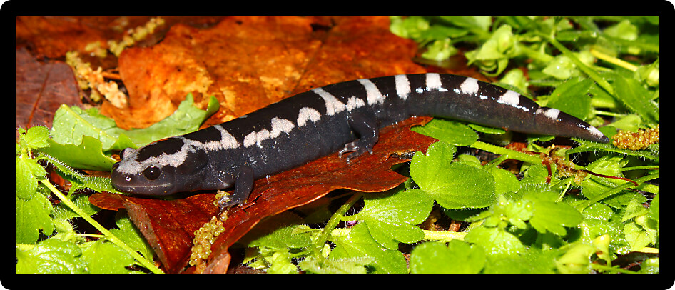 Marbled Salamander (Ambystoma opacum) in a natural area of Alabama.