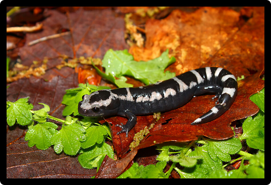 Marbled Salamander (Ambystoma opacum) out hunting after a heavy rain in Alabama.
