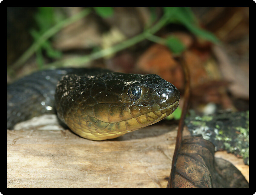 Mississippi Green Watersnake (Nerodia cyclopion) inhabiting in southern Illinois.