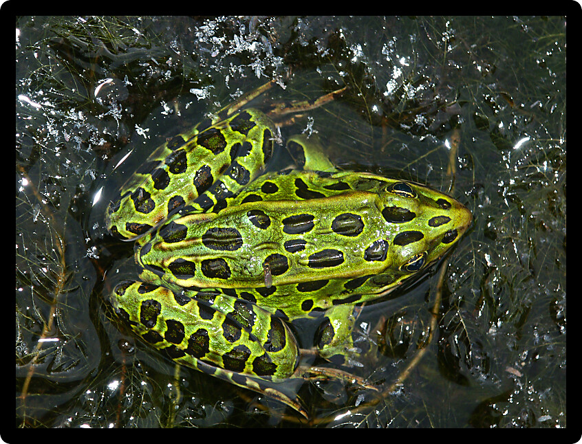 Northern Leopard Frog (Rana pipiens) at a lake in the northwoods of Wisconsin.