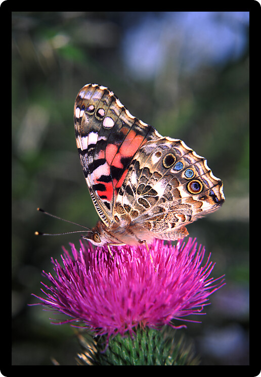 Painted Lady Butterfly (Vanessa virginiensis) at Shabbona Lake State Park in northern Illinois
