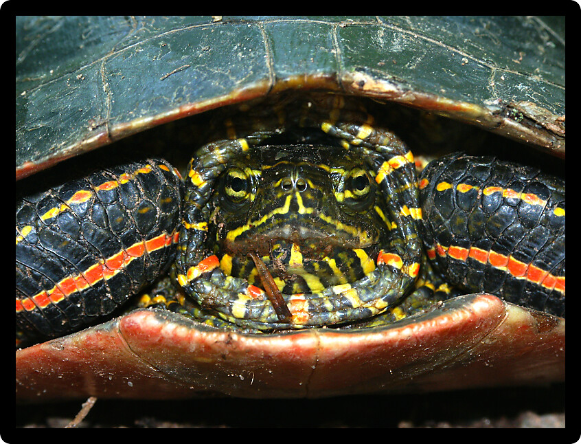 Disgruntled Painted Turtle (Chrysemys picta) in northwoods Wisconsin.