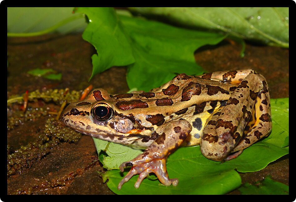 Pickerel Frog (Rana palustris) sits on the forest floor in Alabama.