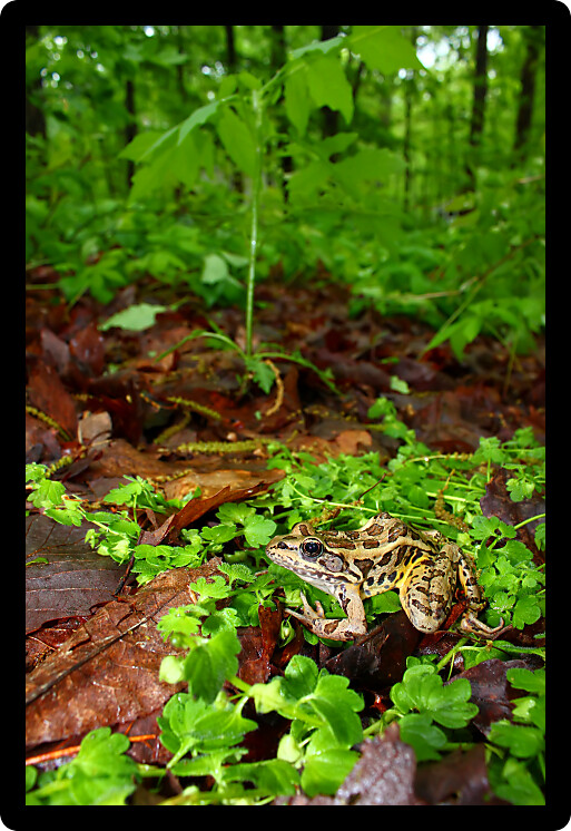 Pickerel Frog (Rana palustris) surveys the forest floor in Alabama.