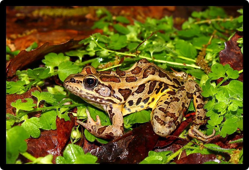 Pickerel Frog (Rana palustris) sits on the forest floor in Alabama.