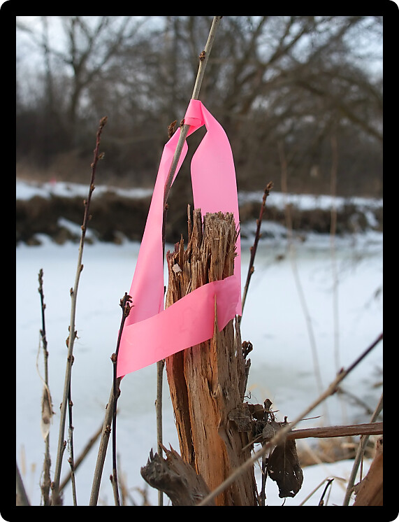 Pink boundary flagging on vegetation.