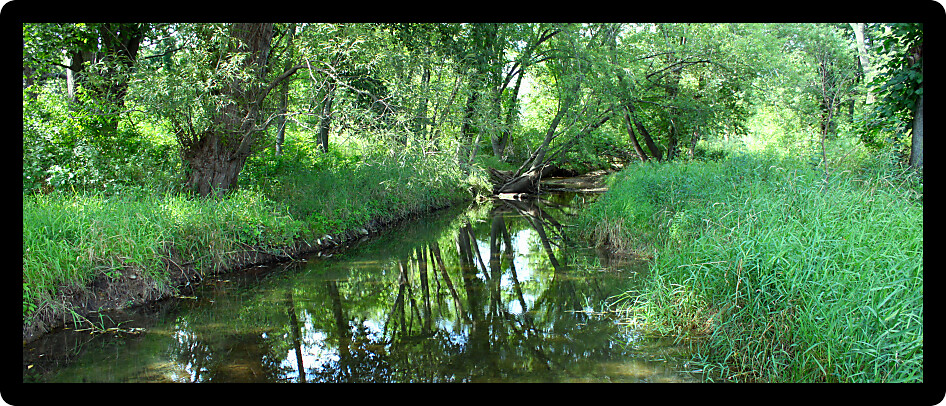 Calm creek runs through the woodlands of northern Illinois.