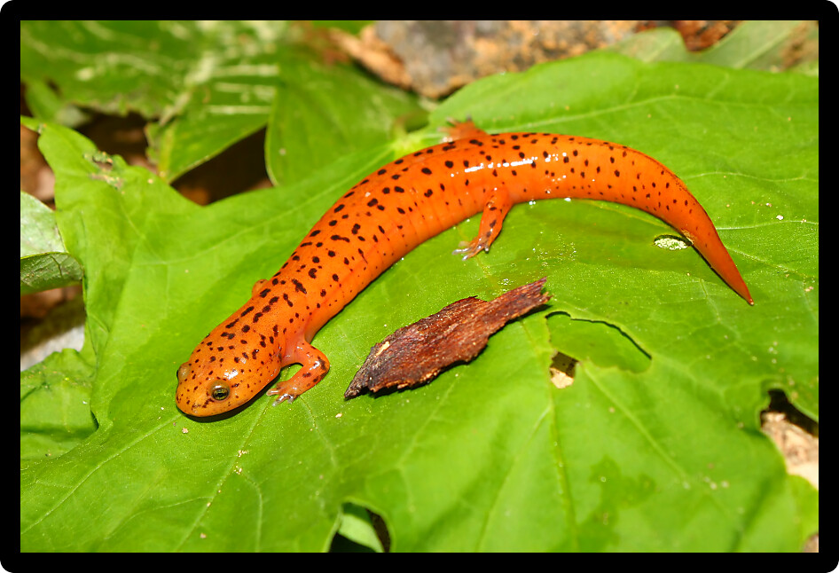 Red Salamander (Pseudotriton ruber) is an amphibian species known from Alabama.