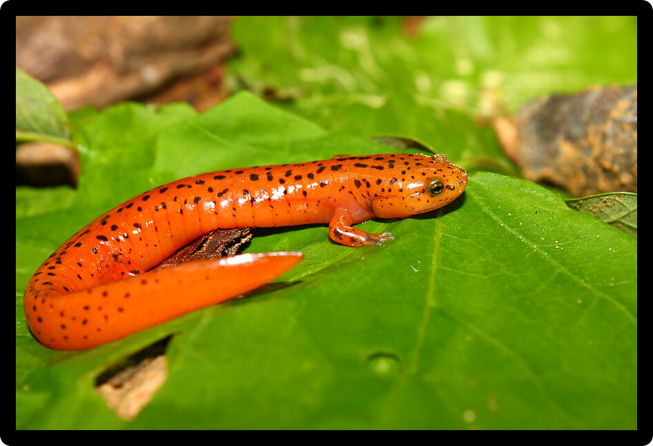 Red Salamander (Pseudotriton ruber) on the forest floor in Alabama.