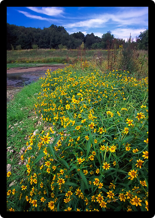 Beautiful yellow flowers at Rock Cut State Park in northern Illinois.