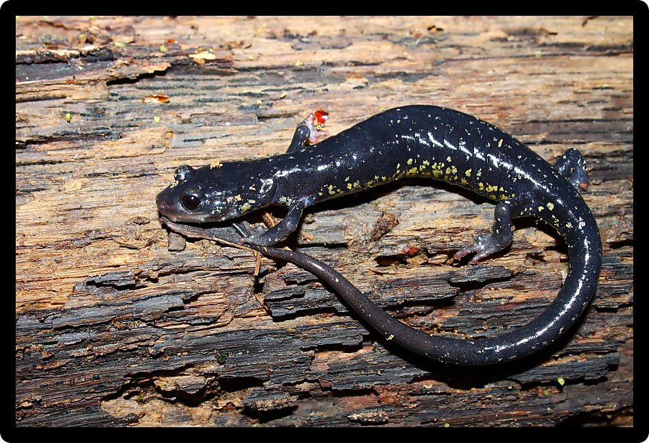 Slimy Salamander (Plethodon glutinosus) is an amphibian inhabiting Alabama.