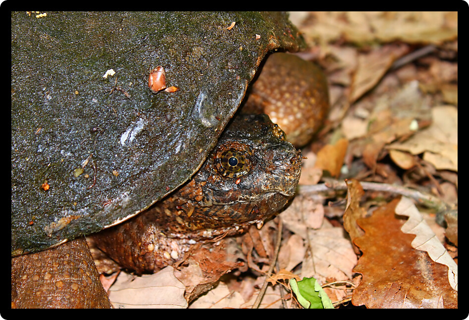 Snapping Turtle (Chelydra serpentina) in a wetland of northern Alabama.