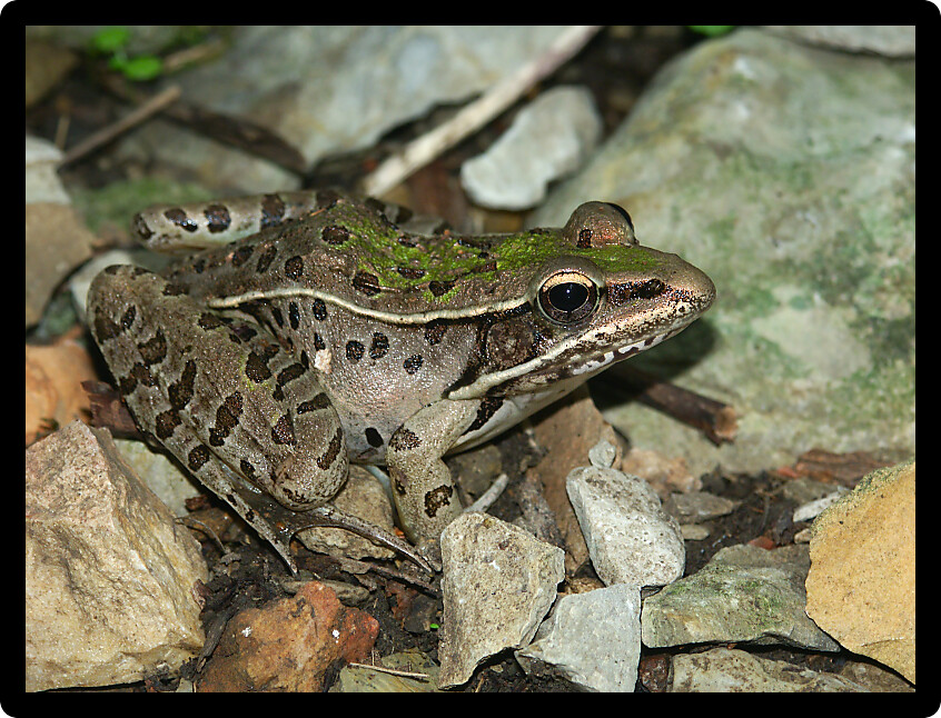 Southern Leopard Frog (Rana sphenocephala) in a forest of southern Illinois.