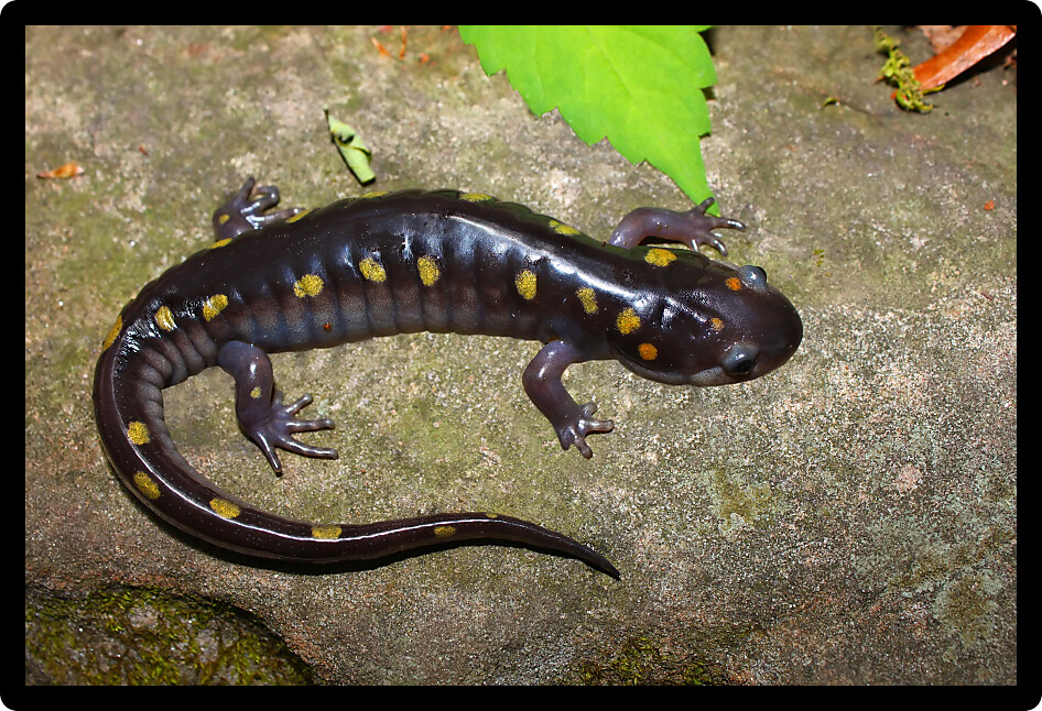 Spotted Salamander (Ambystoma maculatum) inhabiting an Alabama natural area.