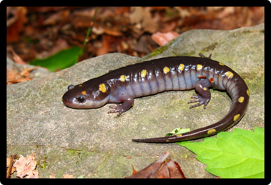Spotted Salamander (Ambystoma maculatum) inhabiting an Alabama forest.