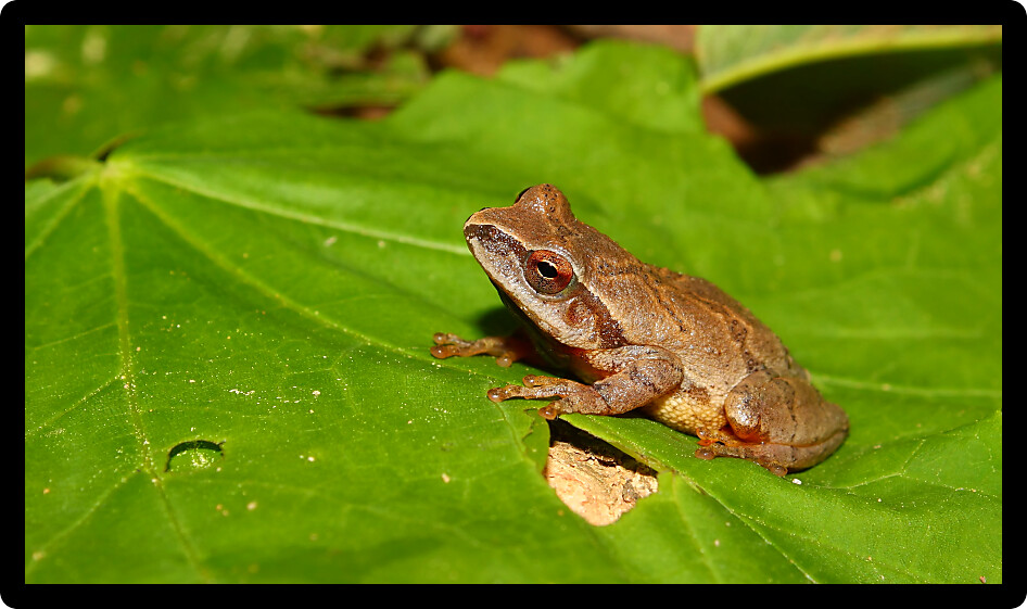 Spring Peeper (Pseudacris crucifer) at a natural area of Alabama.