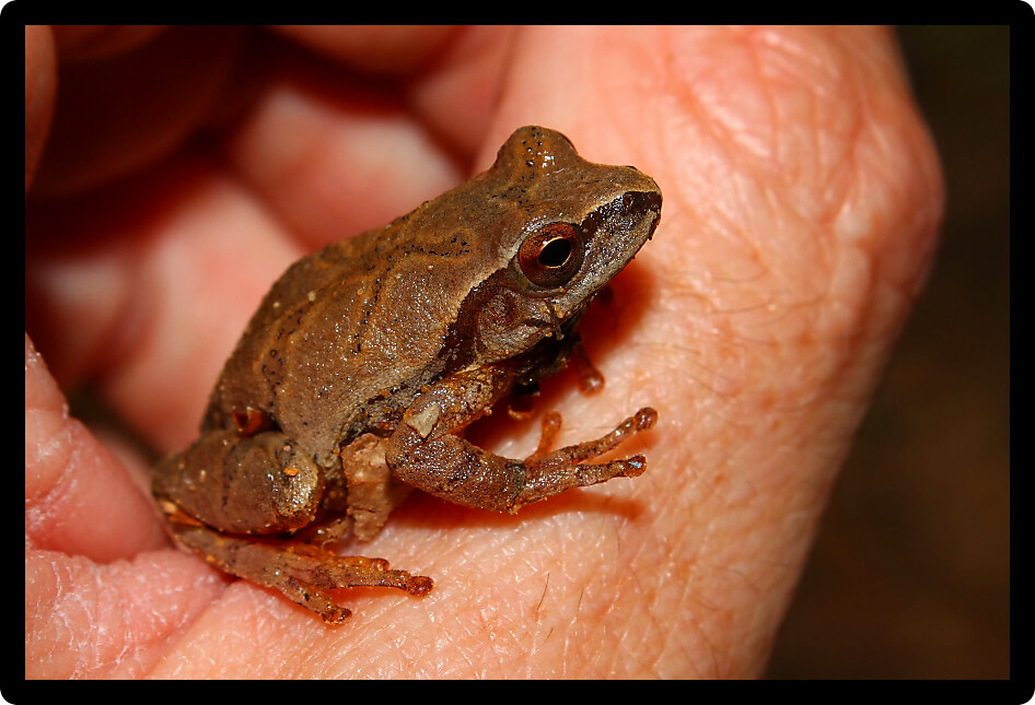 Spring Peepers (Pseudacris crucifer) are a small frog species inhabiting Alabama.